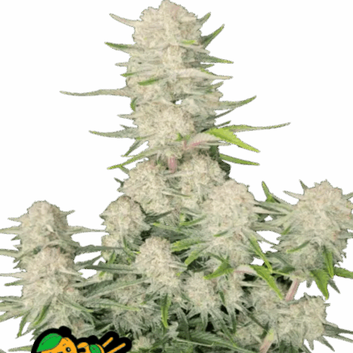 Fast Buds Cannabis Seeds Sárgabarack Auto 100 db