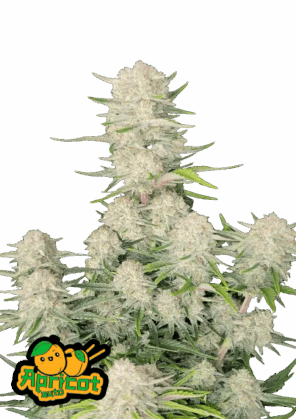Fast Buds Cannabis Seeds Sárgabarack Auto 100 db