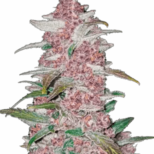 Fast Buds Cannabis Seeds Blackberry Auto 100 db