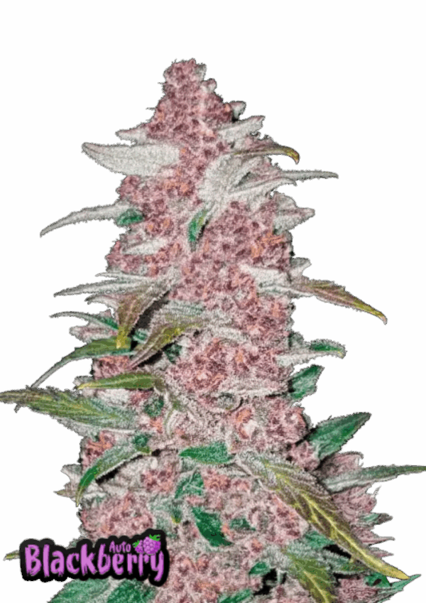 Fast Buds Cannabis Seeds Blackberry Auto 100 db