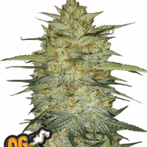 Fast Buds Cannabis Seeds OG Kush Auto 100 db