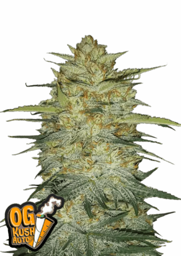 Fast Buds Cannabis Seeds OG Kush Auto 100 db