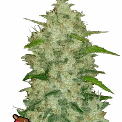 Fast Buds Cannabis Seeds Chemdawg Auto 100 db