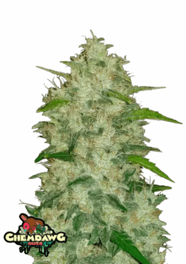 Fast Buds Cannabis Seeds Chemdawg Auto 100 db