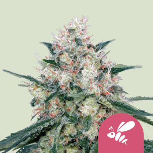 Royal Queen Seeds Cannabis Seeds Honey Cream - Fast Feminized 25 db
