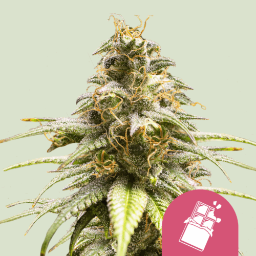 Royal Queen Seeds Cannabis Seeds Chocolate Haze Feminized 25 db