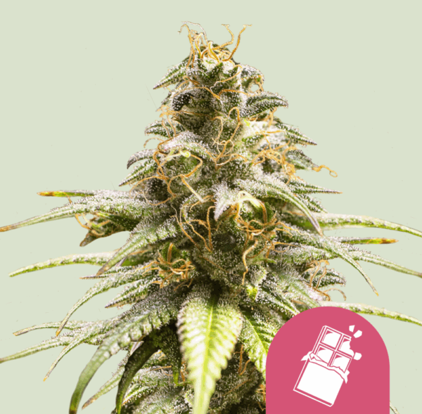 Royal Queen Seeds Cannabis Seeds Chocolate Haze Feminized 25 db