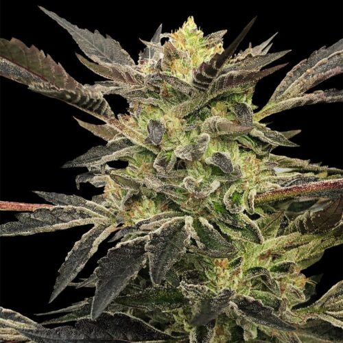 Silent Seeds Cannabis Seeds Pink Sunset Auto – Sherbinskis 10 db
