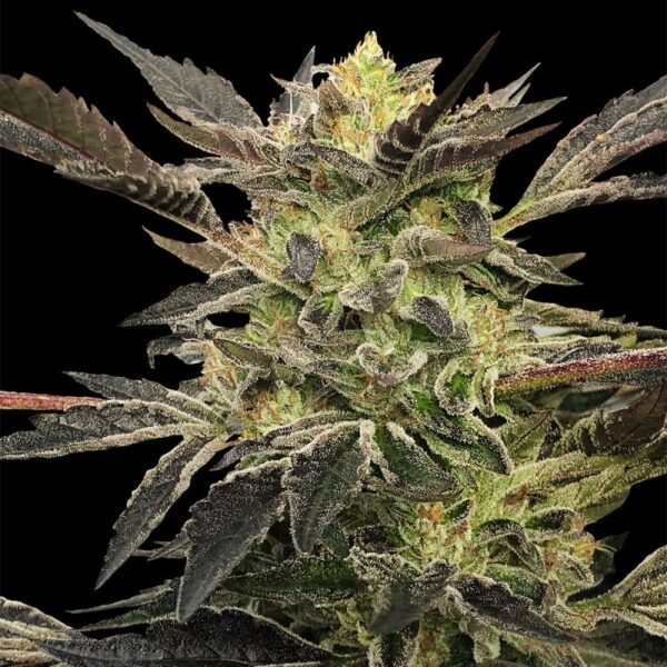 Silent Seeds Cannabis Seeds Pink Sunset Auto – Sherbinskis 10 db