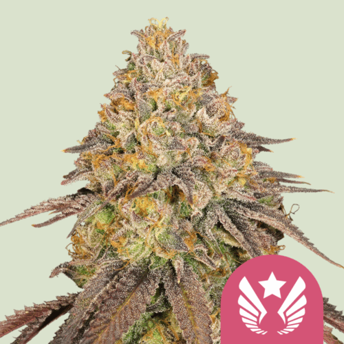 Royal Queen Seeds Cannabis Seeds Legendary OG Punch Feminized 25 db