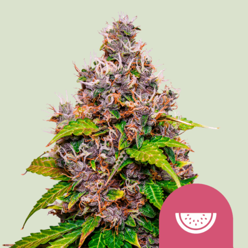 Royal Queen Seeds Cannabis Seeds Watermelon Feminized 25 db