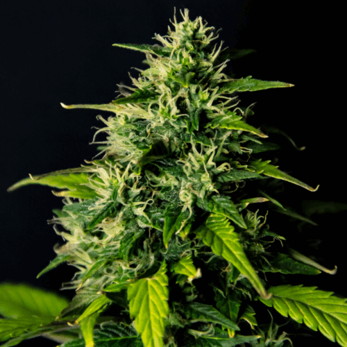 Doctor´s Choice Seeds DC Cure 1:1 Auto Feminized 10 db
