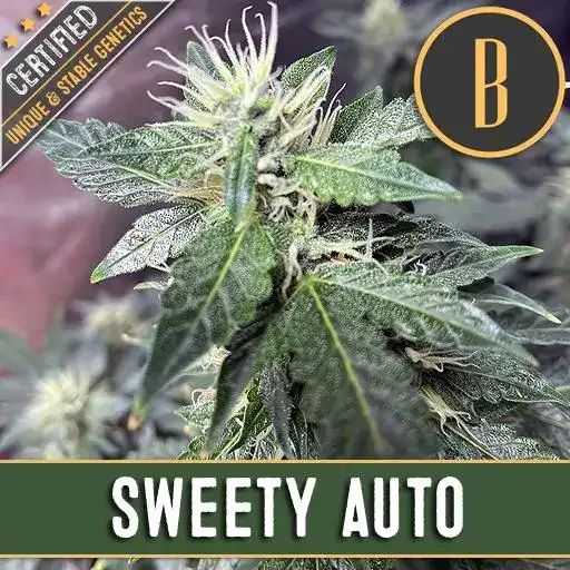 Blimburn Seeds Cannabis Seeds Sweety Auto 3 pár