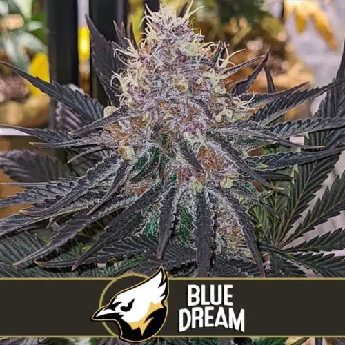 Blimburn Seeds Cannabis Seeds Blue Dream Nőiesített 3 pár