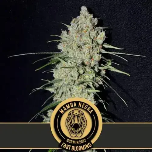 Blimburn Seeds Cannabis Seeds Mamba Negra Fast Blooming 3 pár