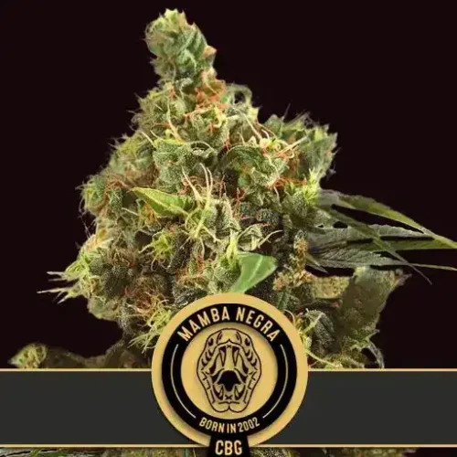 Blimburn Seeds Cannabis Seeds Mamba Negra CBG 3 pár