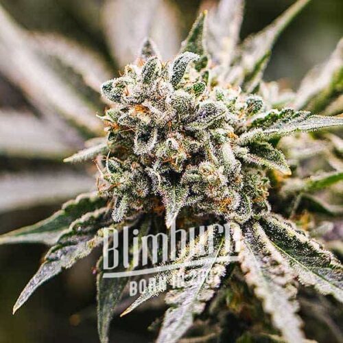 Blimburn Seeds Cannabis Seeds GMO Nőiesített 100 db