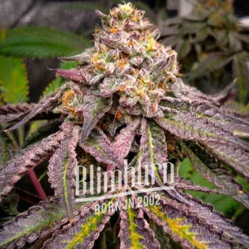 Blimburn Seeds Cannabis Seeds Jokerz Feminizált 100 db