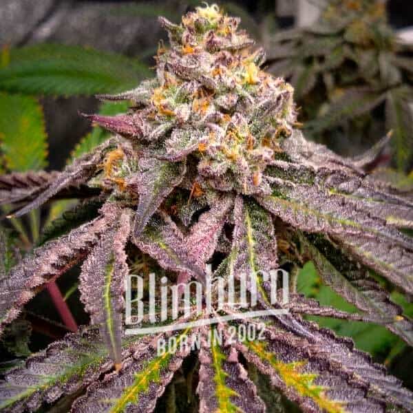 Blimburn Seeds Cannabis Seeds Jokerz Feminizált 100 db