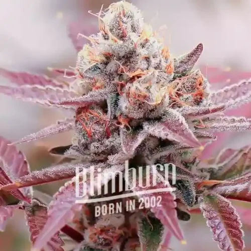 Blimburn Seeds Cannabis Seeds Glookies Auto 100 db