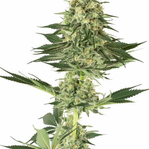 Sensi Seeds Cannabis Seeds Banana Kush Feminized by White Label