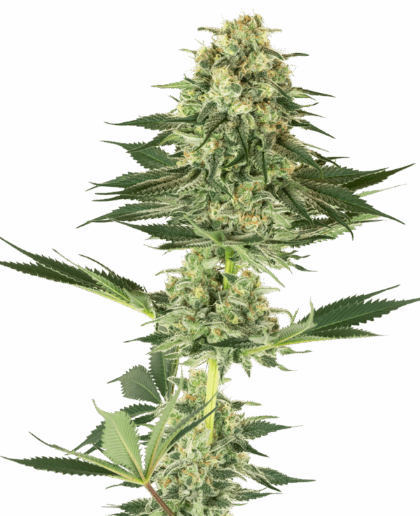 Sensi Seeds Cannabis Seeds Banana Kush Feminized by White Label