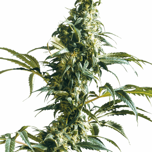 Sensi Seeds Cannabis Seeds Mexican Sativa® Regular