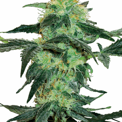 Sensi Seeds Cannabis Seeds White Ice Feminized by White Label