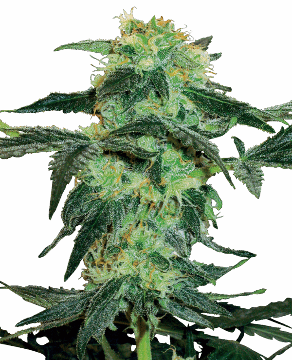 Sensi Seeds Cannabis Seeds White Ice Feminized by White Label