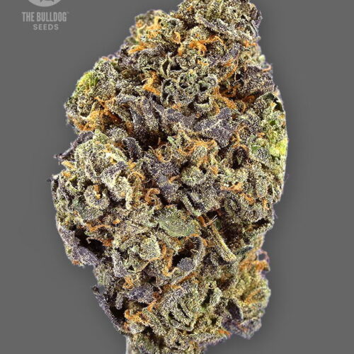 The Bulldog Seeds TB Gelato Auto