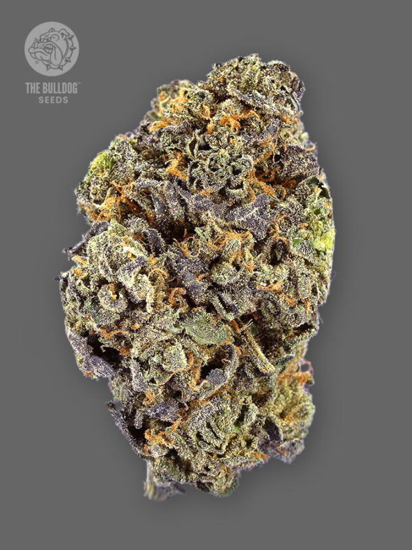 The Bulldog Seeds TB Gelato Auto