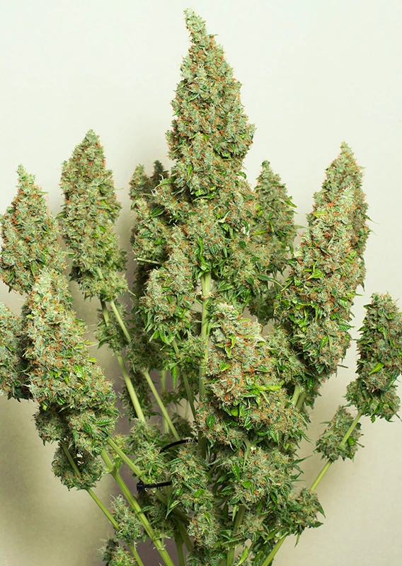 Dutch Passion Cannabis Seeds Auto Mazar® Autoflowering 100 db
