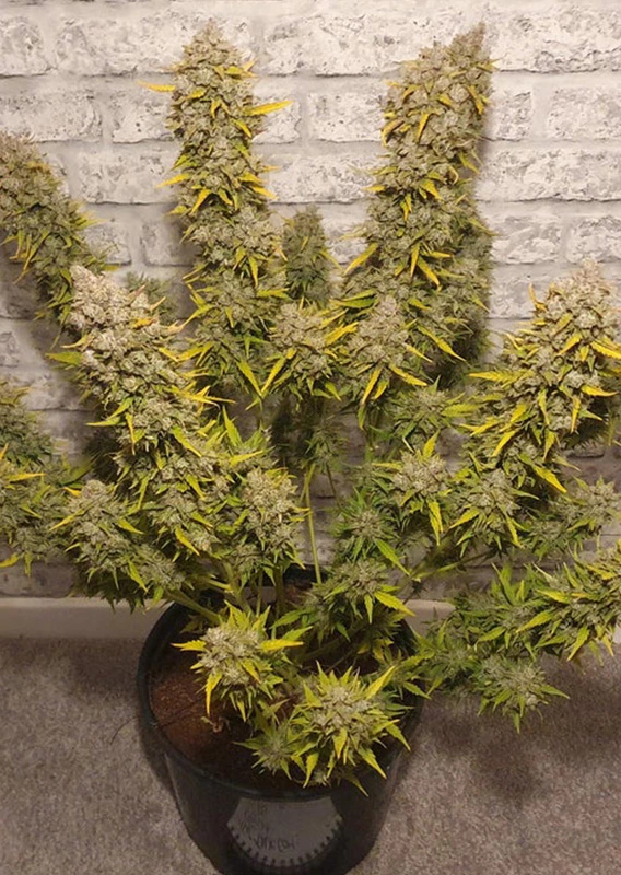Dutch Passion Cannabis Seeds Auto White Widow® Autoflowering 100 db