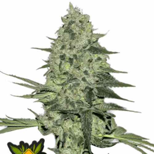 Fast Buds Cannabis Seeds Rhino Ryder Auto 100 db
