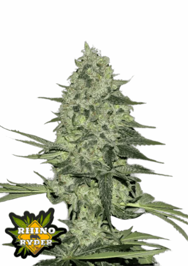 Fast Buds Cannabis Seeds Rhino Ryder Auto 100 db