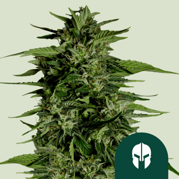 Royal Queen Seeds Hyperion F1 Auto kannabiszmagok 25 db