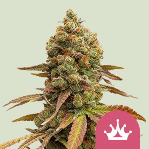 Royal Queen Seeds Cannabis Seeds Special Queen #1 Feminized 25 db