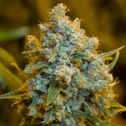 Silent Seeds Classic Cannabis Seeds Critical Jack Feminized 10 db