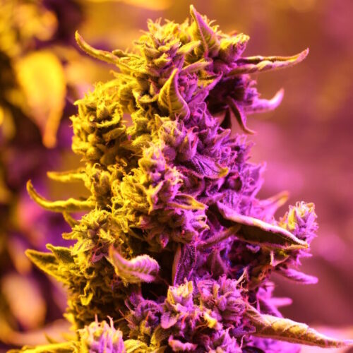 Doctor's Choice Seeds Doctor's Choice #1 Auto Feminized 10 db