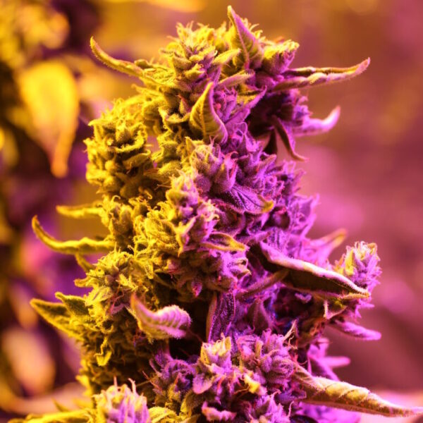 Doctor's Choice Seeds Doctor's Choice #1 Auto Feminized 10 db