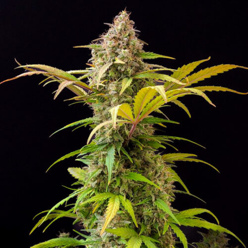 Doctor's Choice Seeds Lowryder feminized (IBL) Auto Feminized 10 db