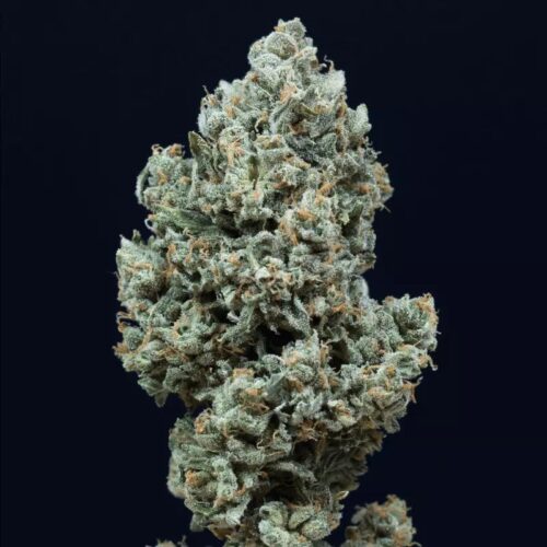 Silent Seeds Cannabis Seeds Critical + 2.0 Auto Feminized 25 db