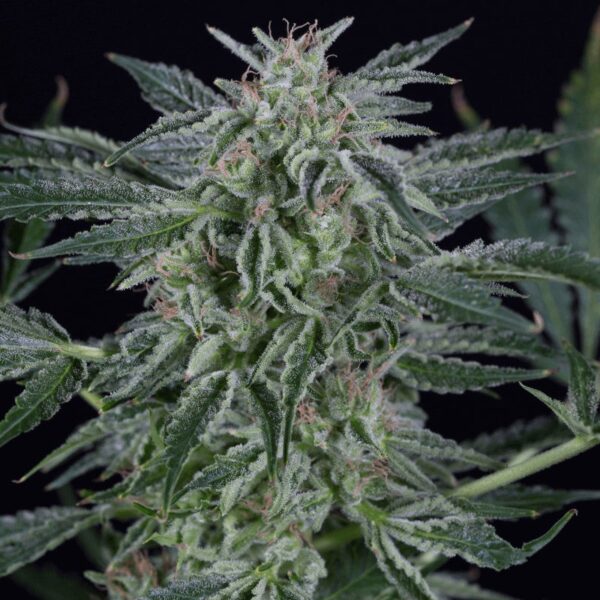 Silent Seeds Cannabis Seeds Critical Jack Auto Feminized 10 db