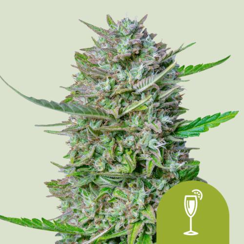 Royal Queen Seeds Cannabis Seeds Mimosa Auto 25 db