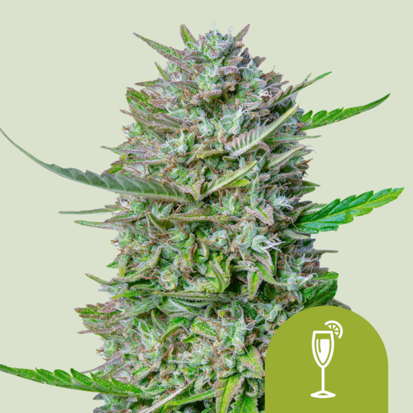 Royal Queen Seeds Cannabis Seeds Mimosa Auto 25 db