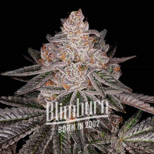 Blimburn Seeds Cannabis Seeds Apple Fritter Auto 100 db