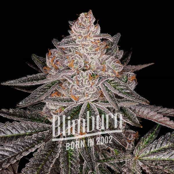 Blimburn Seeds Cannabis Seeds Apple Fritter Auto 100 db