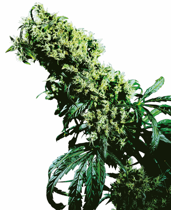 Sensi Seeds Cannabis Seeds Northern Lights #5 X Haze® Feminized
