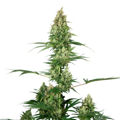 Sensi Seeds Cannabis Seeds Silver Fire® Feminized