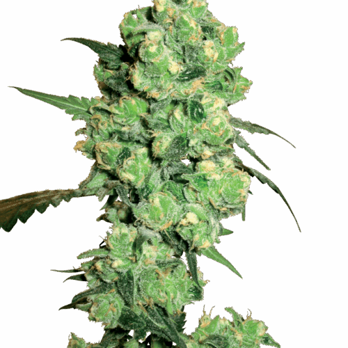 Sensi Seeds Cannabis Seeds Super Skunk Feminized by White Label